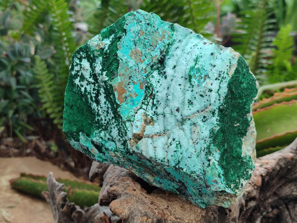 Natural Drusy Coated Chrysocolla with Malachite on Dolomite Specimens x 2 From Lupoto Mine, Congo