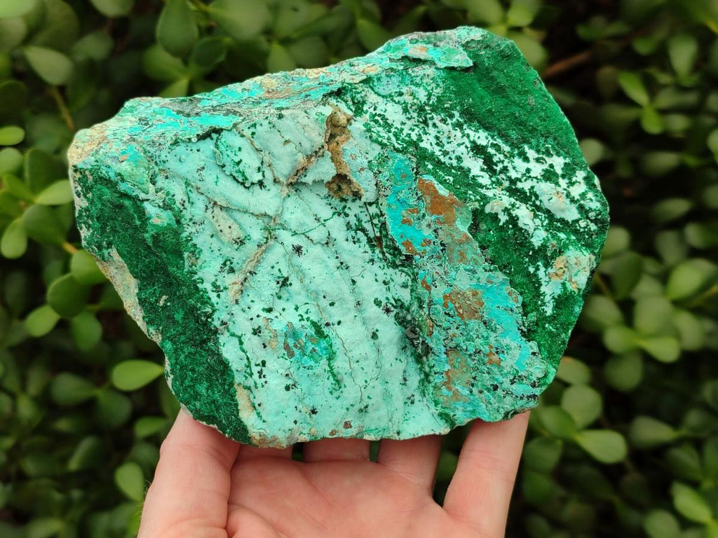Natural Drusy Coated Chrysocolla with Malachite on Dolomite Specimens x 2 From Lupoto Mine, Congo