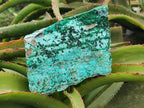 Natural Drusy Coated Chrysocolla with Malachite on Dolomite Specimens x 2 From Lupoto Mine, Congo