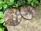 Hand Made Ammonite Conglomerate Coffee Table Coasters x 6 From Mahajanga, Madagascar - Toprock Gemstones and Minerals 