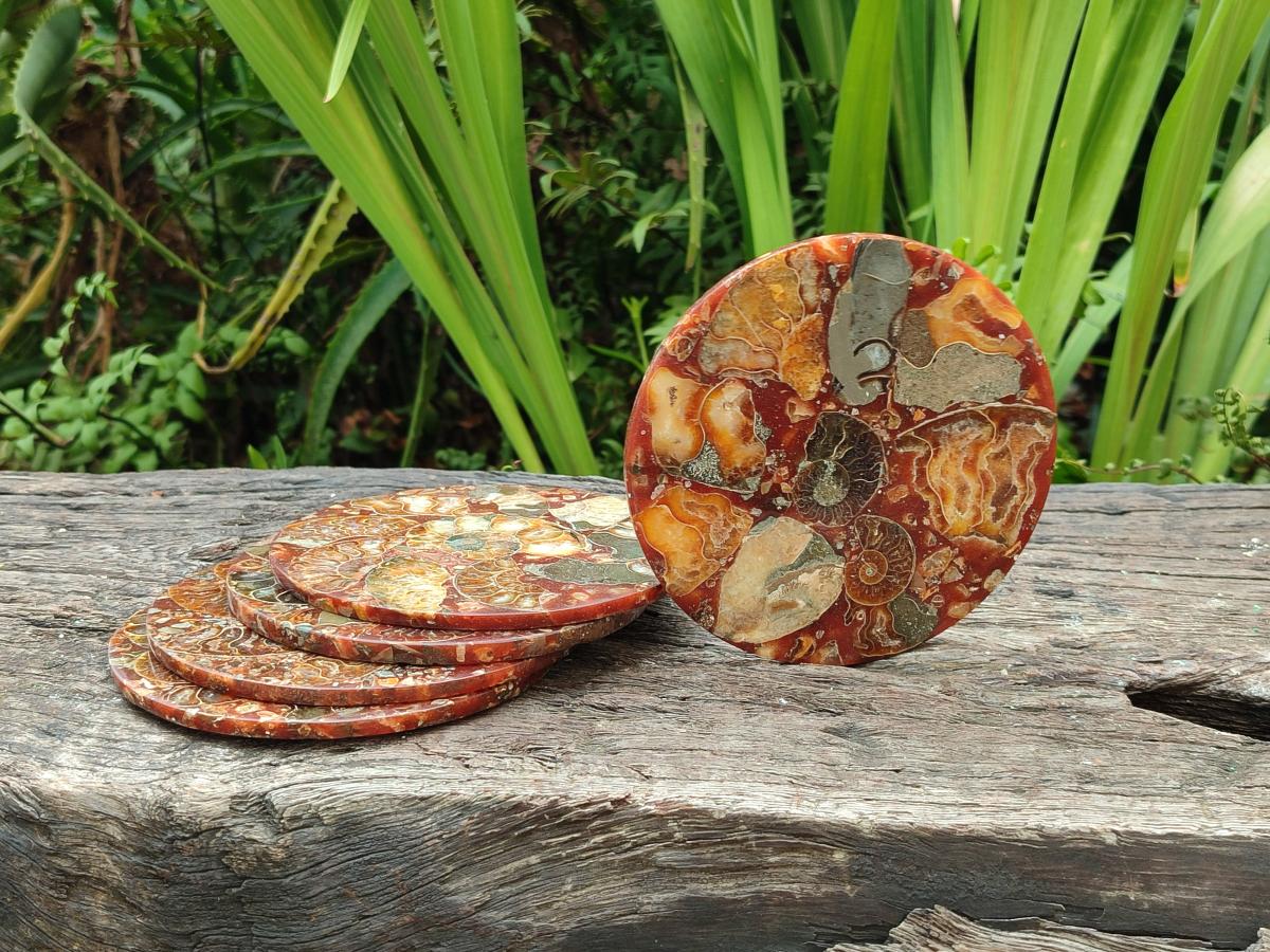 Hand Made Ammonite Conglomerate Coffee Table Coasters x 6 From Mahajanga, Madagascar - Toprock Gemstones and Minerals 
