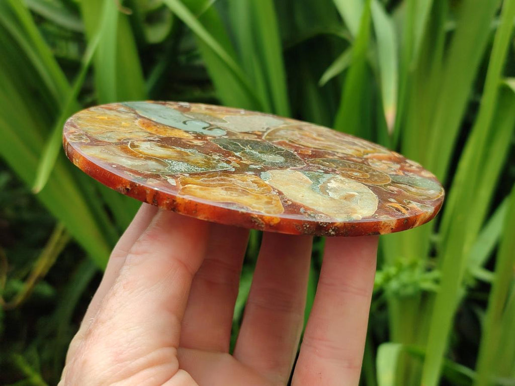 Hand Made Ammonite Conglomerate Coffee Table Coasters x 6 From Mahajanga, Madagascar - Toprock Gemstones and Minerals 