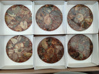 Hand Made Ammonite Conglomerate Coffee Table Coasters x 6 From Mahajanga, Madagascar - Toprock Gemstones and Minerals 