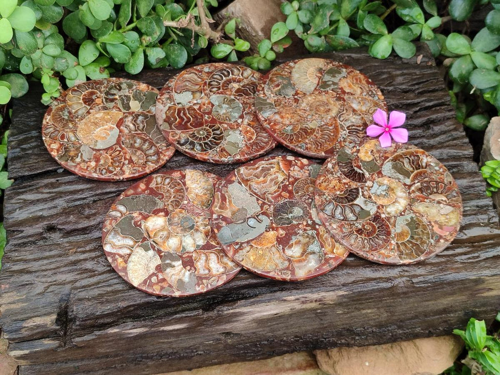 Hand Made Ammonite Conglomerate Coffee Table Coasters x 6 From Mahajanga, Madagascar - Toprock Gemstones and Minerals 