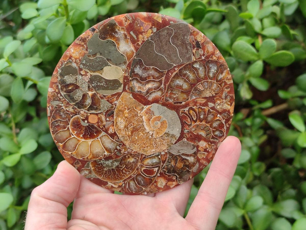Hand Made Ammonite Conglomerate Coffee Table Coasters x 6 From Mahajanga, Madagascar - Toprock Gemstones and Minerals 