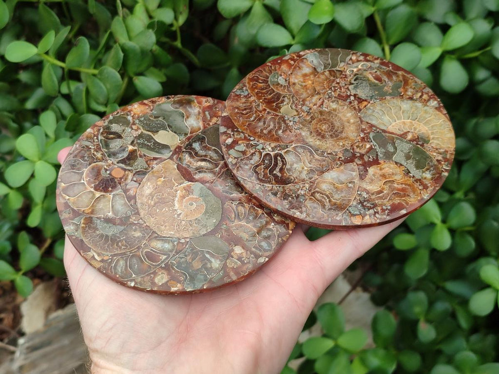 Hand Made Ammonite Conglomerate Coffee Table Coasters x 6 From Mahajanga, Madagascar - Toprock Gemstones and Minerals 