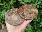 Hand Made Ammonite Conglomerate Coffee Table Coasters x 6 From Mahajanga, Madagascar - Toprock Gemstones and Minerals 