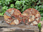 Hand Made Ammonite Conglomerate Coffee Table Coasters x 6 From Mahajanga, Madagascar - Toprock Gemstones and Minerals 