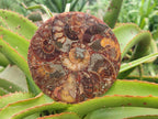 Hand Made Ammonite Conglomerate Coffee Table Coasters x 6 From Mahajanga, Madagascar - Toprock Gemstones and Minerals 