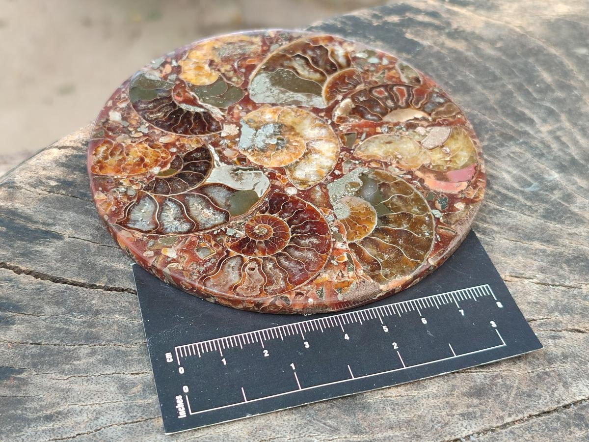 Hand Made Ammonite Conglomerate Coffee Table Coasters x 6 From Mahajanga, Madagascar