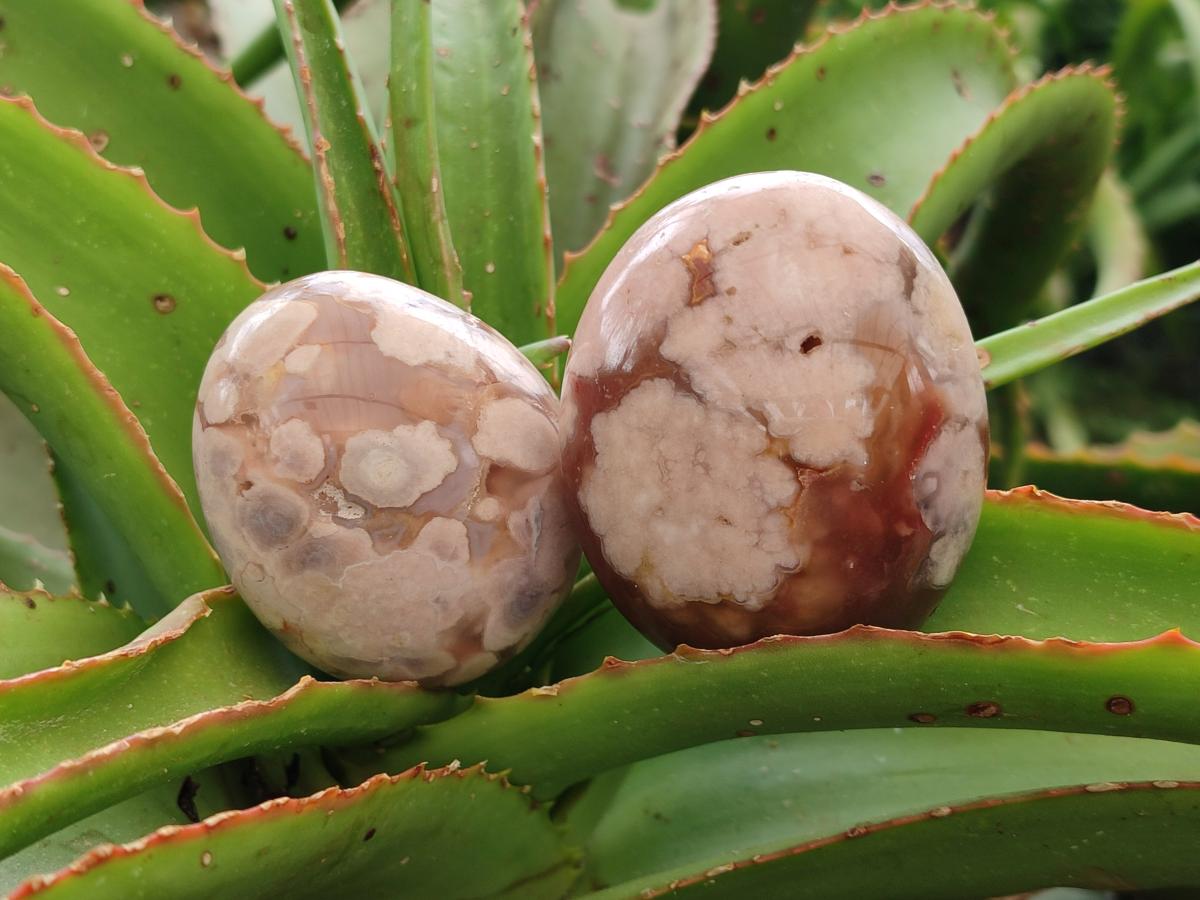Polished Flower Agate Palm Stones x 12 From Antsahalova, Madagascar - Toprock Gemstones and Minerals 