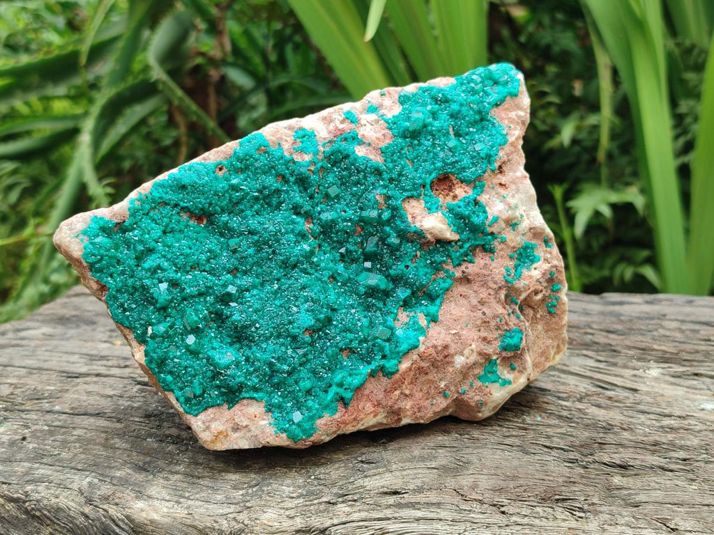 Natural Large Dioptase on Dolomite Specimen x 1 From Likasi, Congo