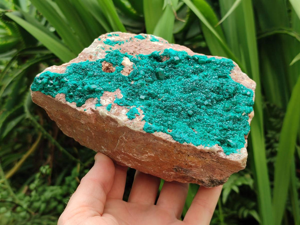 Natural Large Dioptase on Dolomite Specimen x 1 From Likasi, Congo