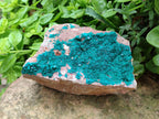 Natural Large Dioptase on Dolomite Specimen x 1 From Likasi, Congo