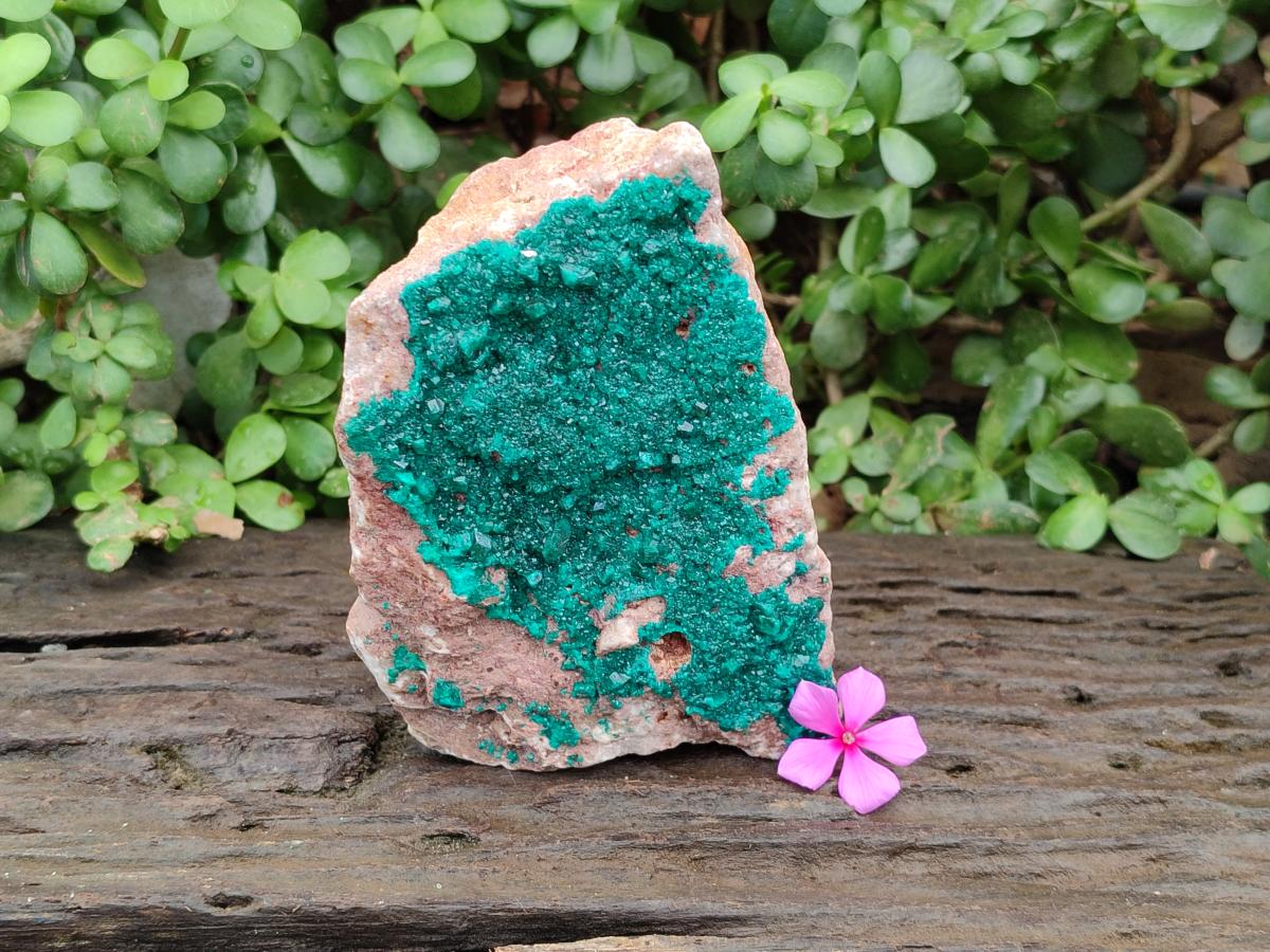 Natural Large Dioptase on Dolomite Specimen x 1 From Likasi, Congo