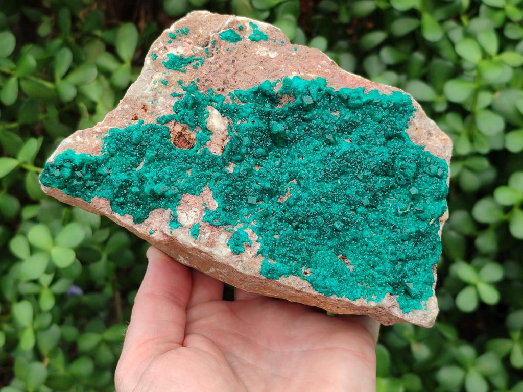Natural Large Dioptase on Dolomite Specimen x 1 From Likasi, Congo