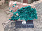 Natural Large Dioptase on Dolomite Specimen x 1 From Likasi, Congo