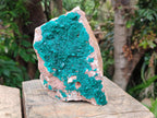 Natural Large Dioptase on Dolomite Specimen x 1 From Likasi, Congo