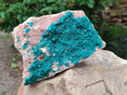 Natural Large Dioptase on Dolomite Specimen x 1 From Likasi, Congo