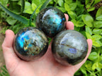 Polished Labradorite Spheres x 4 From Madagascar