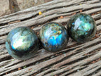 Polished Labradorite Spheres x 4 From Madagascar