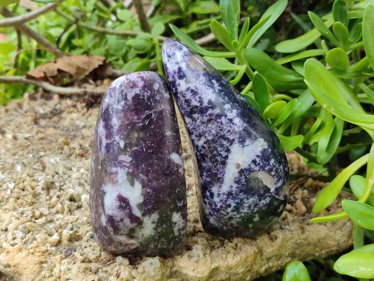 Polished Lepidolite Free Forms x 6 From Zimbabwe