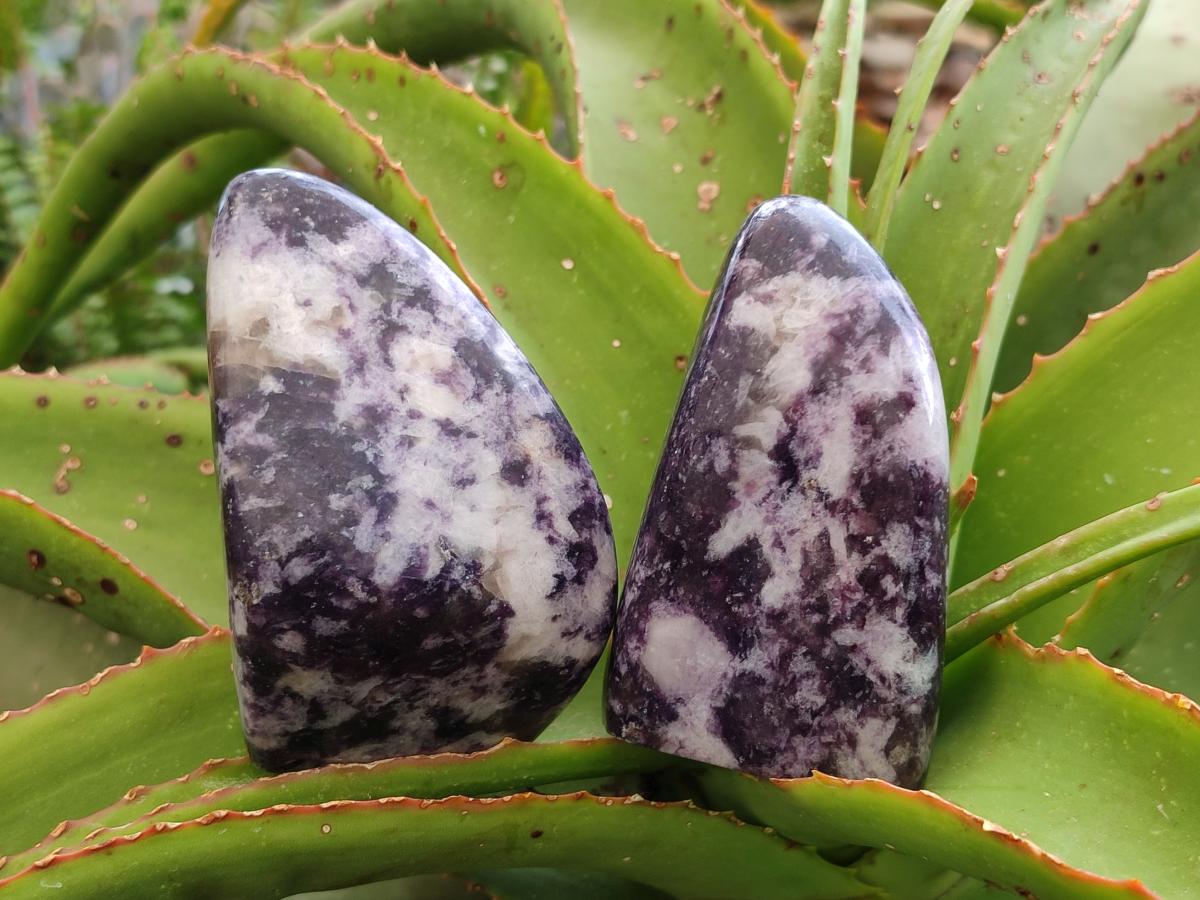 Polished Lepidolite Free Forms x 6 From Zimbabwe
