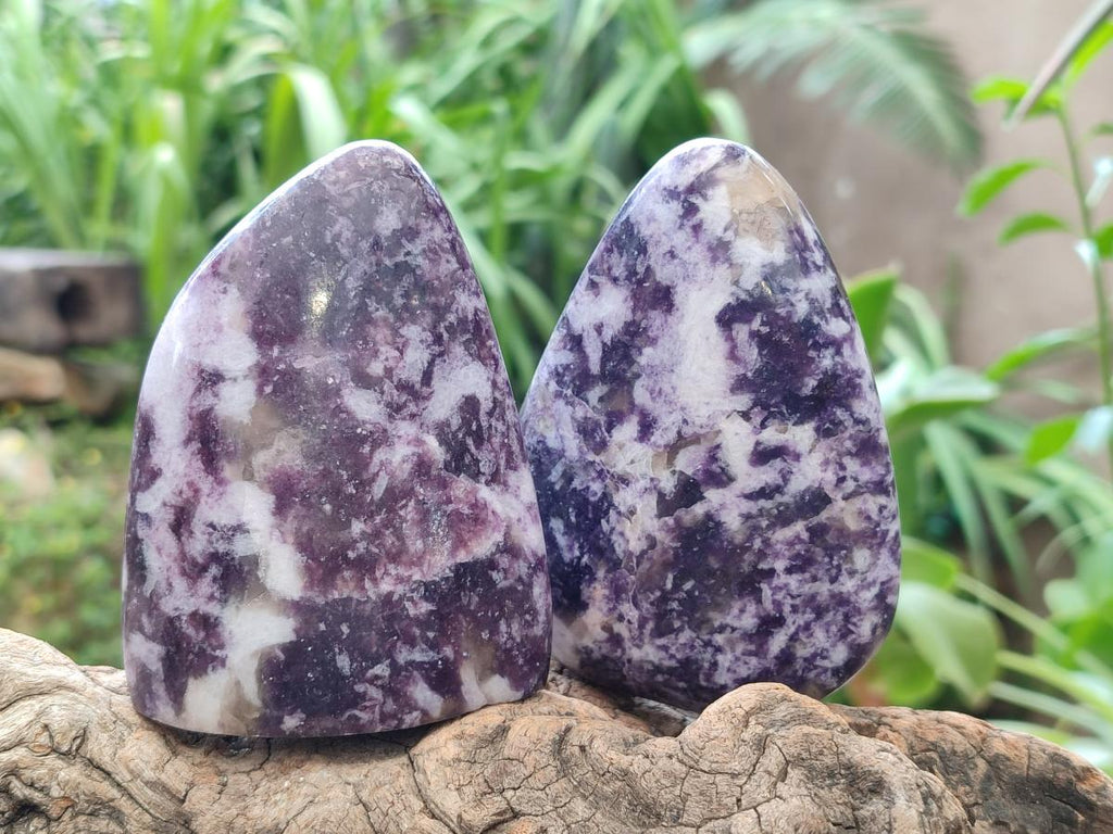 Polished Lepidolite Free Forms x 6 From Zimbabwe