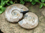 Polished Cleoniceras Ammolite Opalized Ammonite Fossils x 2 From Tulear, Madagascar