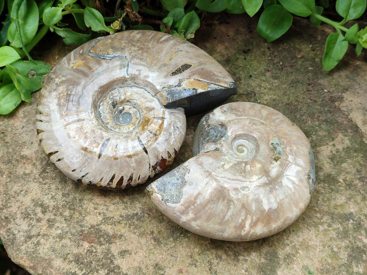 Polished Cleoniceras Ammolite Opalized Ammonite Fossils x 2 From Tulear, Madagascar