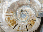 Polished Cleoniceras Ammolite Opalized Ammonite Fossils x 2 From Tulear, Madagascar