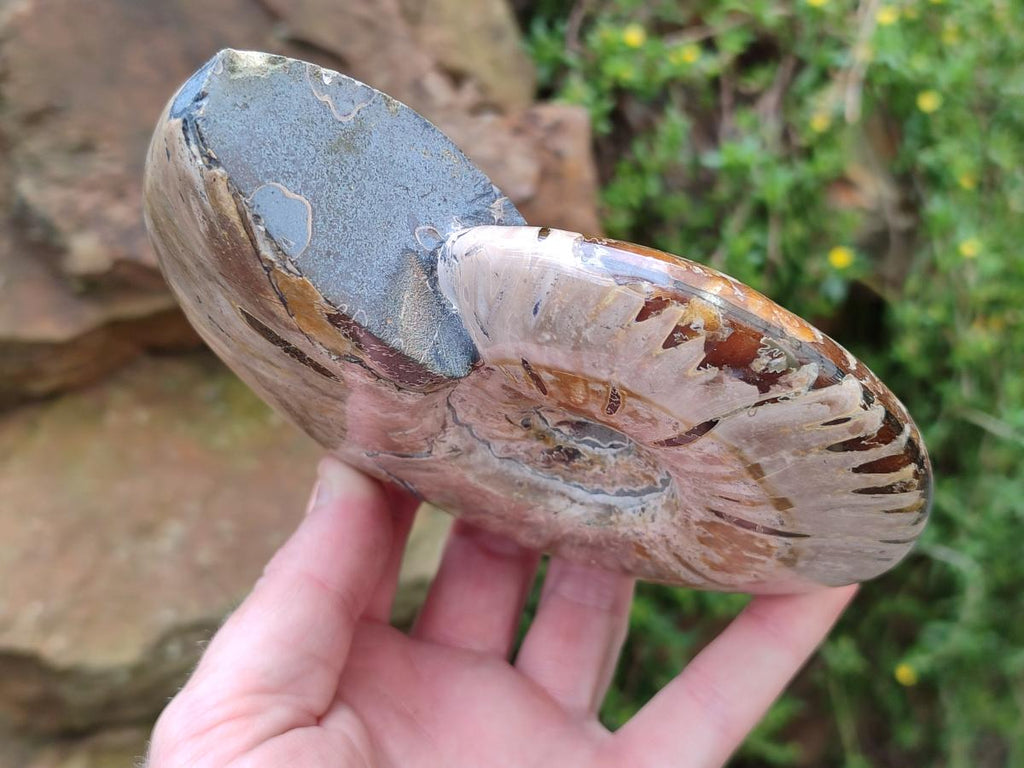 Polished Cleoniceras Ammolite Opalized Ammonite Fossils x 2 From Tulear, Madagascar