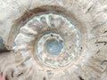 Polished Cleoniceras Ammolite Opalized Ammonite Fossils x 2 From Tulear, Madagascar