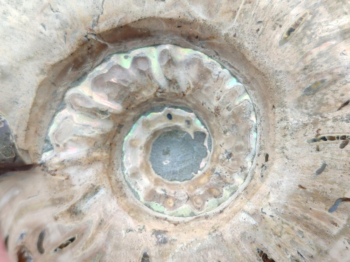 Polished Cleoniceras Ammolite Opalized Ammonite Fossils x 2 From Tulear, Madagascar