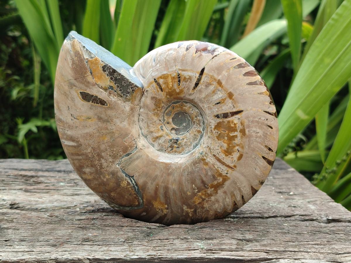 Polished Cleoniceras Ammolite Opalized Ammonite Fossils x 2 From Tulear, Madagascar