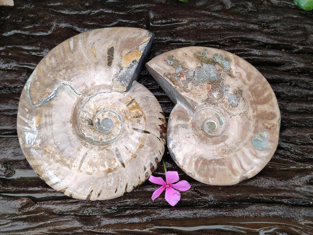 Polished Cleoniceras Ammolite Opalized Ammonite Fossils x 2 From Tulear, Madagascar