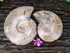 Polished Cleoniceras Ammolite Opalized Ammonite Fossils x 2 From Tulear, Madagascar