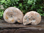 Polished Cleoniceras Ammolite Opalized Ammonite Fossils x 2 From Tulear, Madagascar
