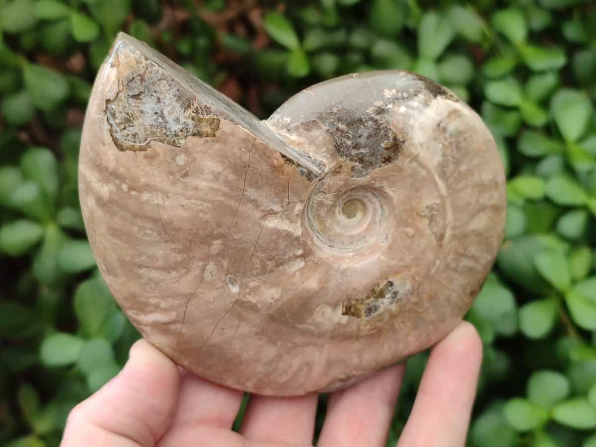 Polished Cleoniceras Ammolite Opalized Ammonite Fossils x 2 From Tulear, Madagascar
