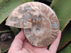 Polished Cleoniceras Ammolite Opalized Ammonite Fossils x 2 From Tulear, Madagascar