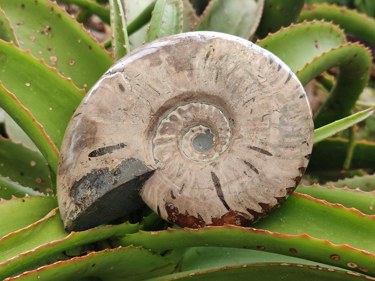 Polished Cleoniceras Ammolite Opalized Ammonite Fossils x 2 From Tulear, Madagascar
