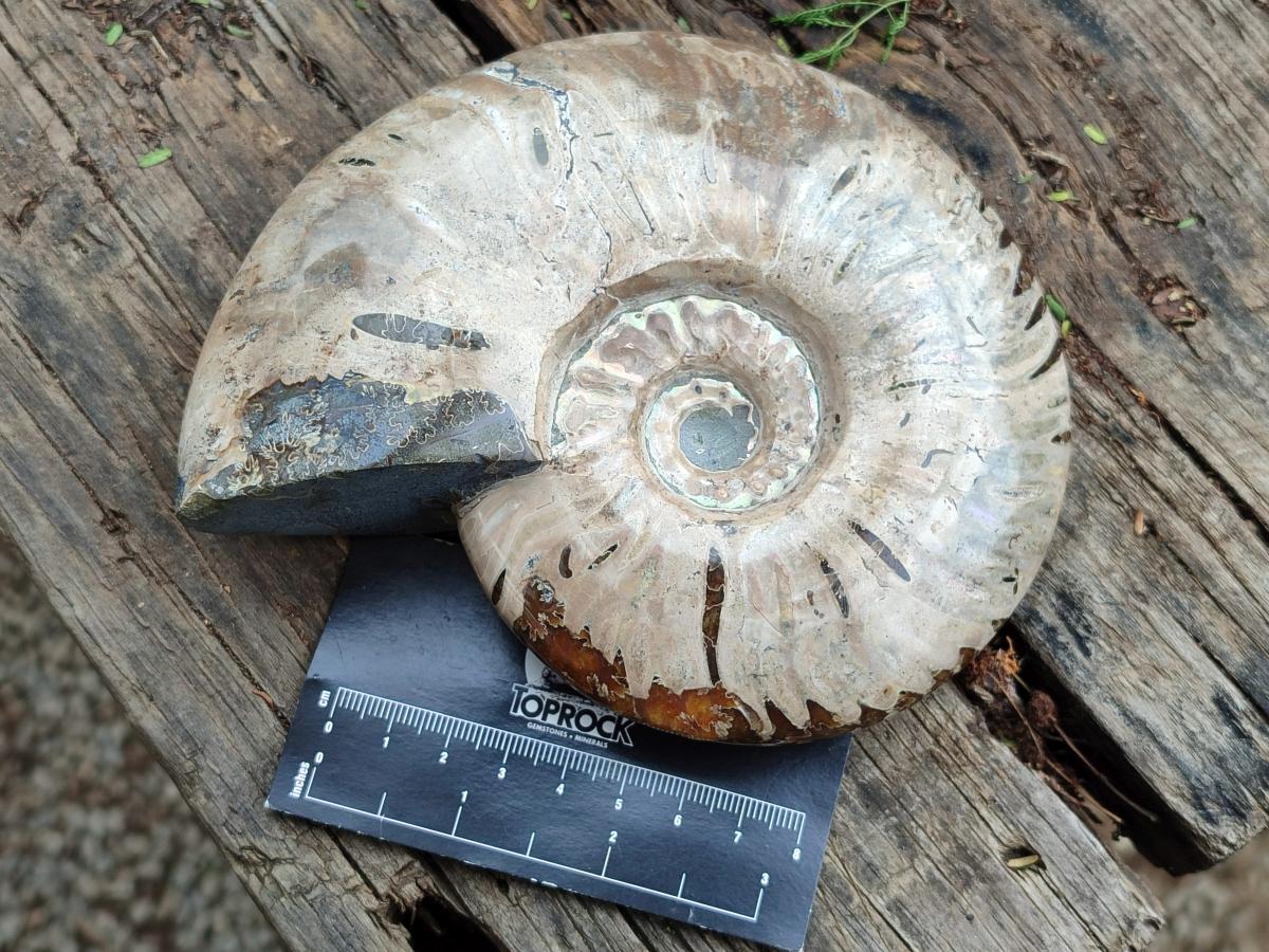 Polished Cleoniceras Ammolite Opalized Ammonite Fossils x 2 From Tulear, Madagascar