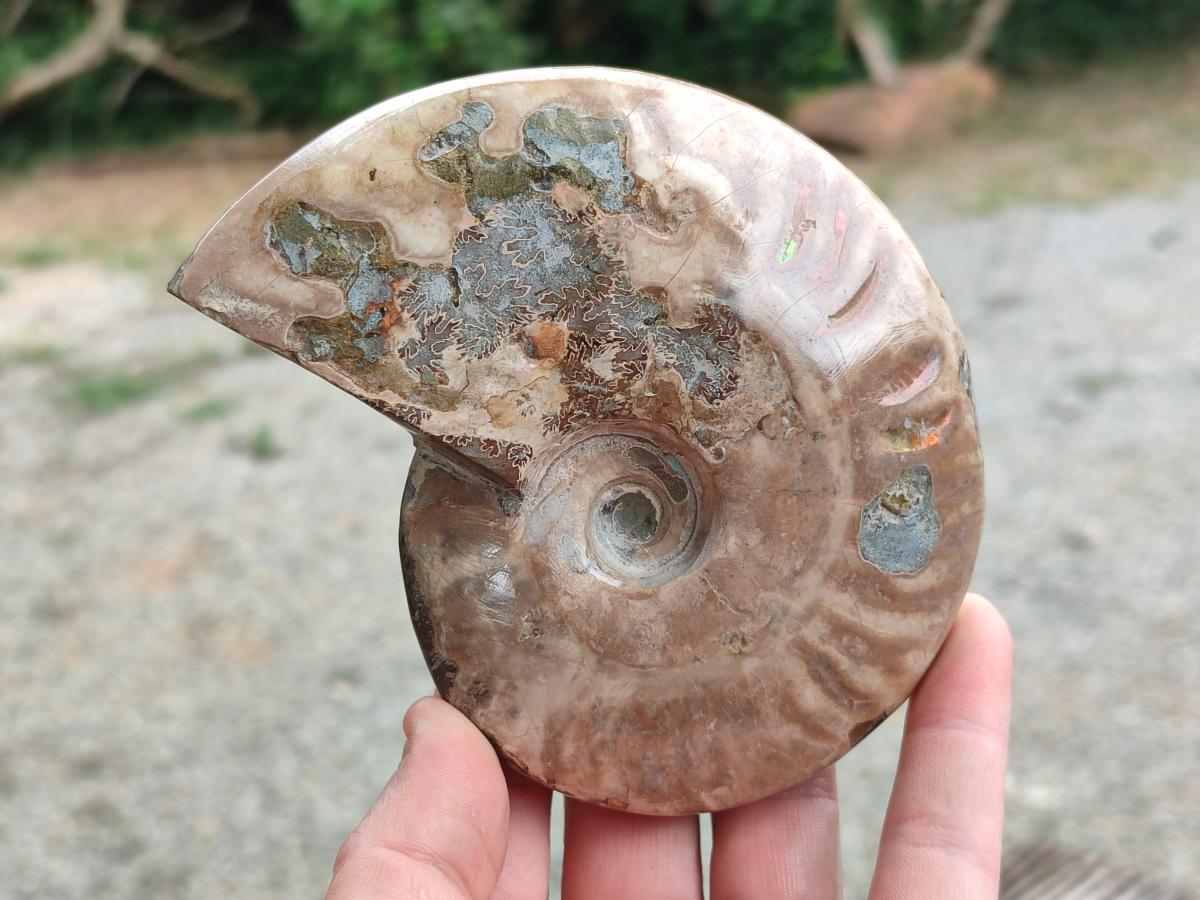 Polished Cleoniceras Ammolite Opalized Ammonite Fossils x 2 From Tulear, Madagascar
