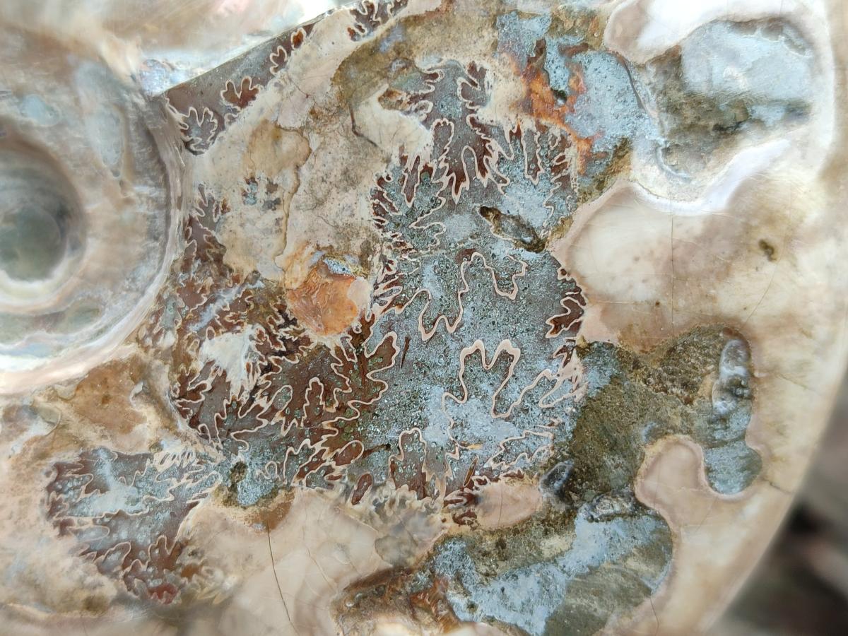 Polished Cleoniceras Ammolite Opalized Ammonite Fossils x 2 From Tulear, Madagascar