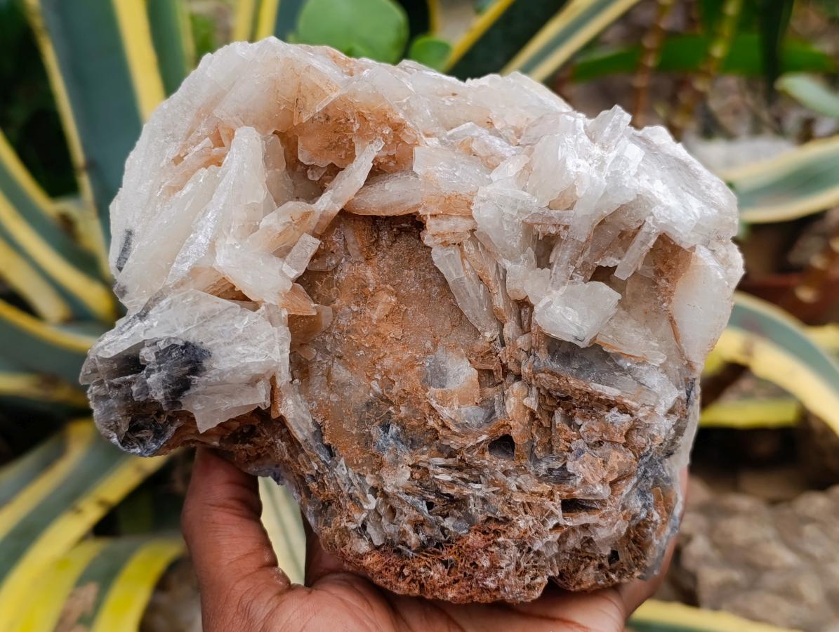 Natural Large Rare Bladed Barite Cabinet Specimen x 1 From Tenke Fungurume Mine, Congo