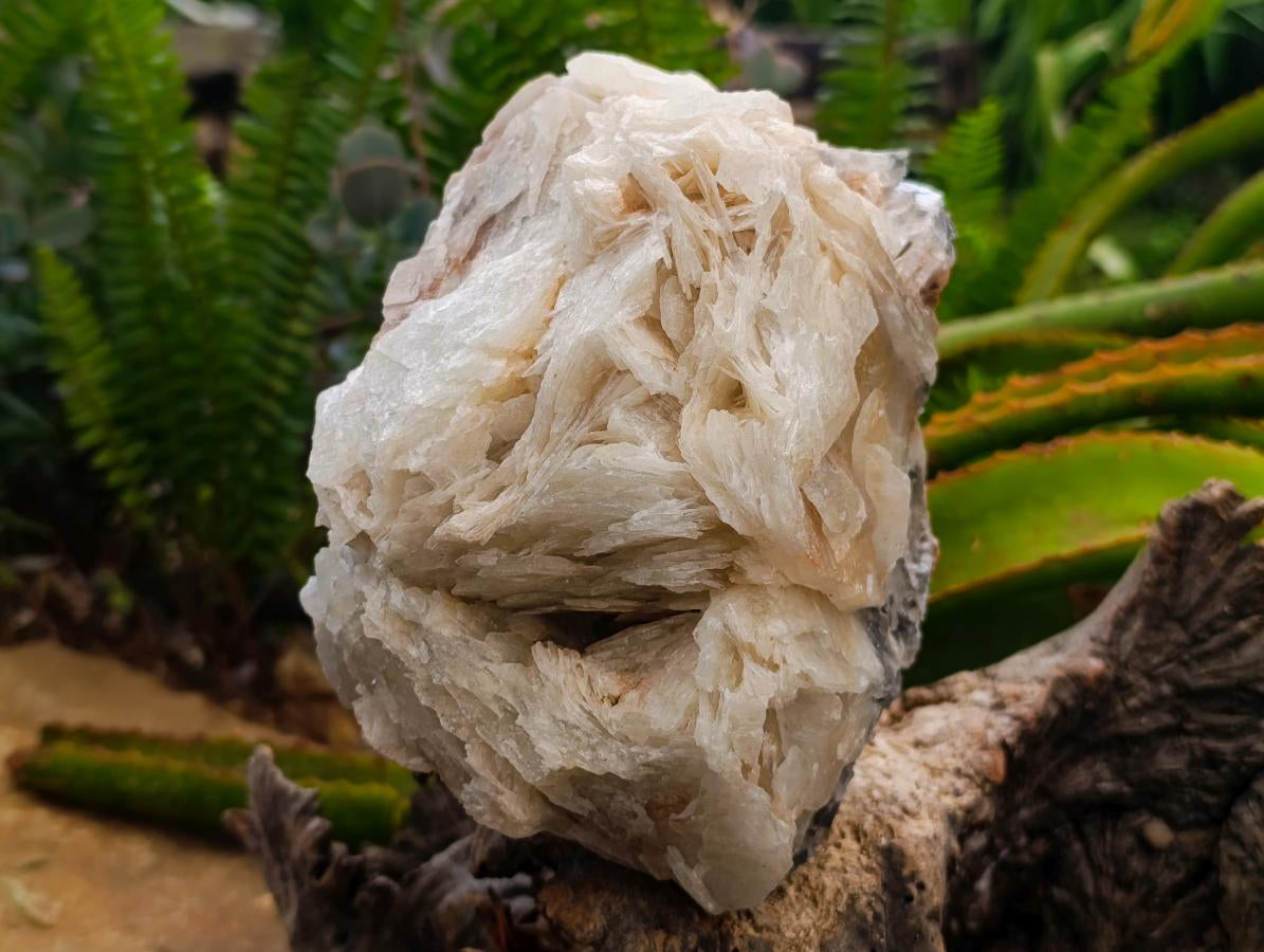 Natural Large Rare Bladed Barite Cabinet Specimen x 1 From Tenke Fungurume Mine, Congo