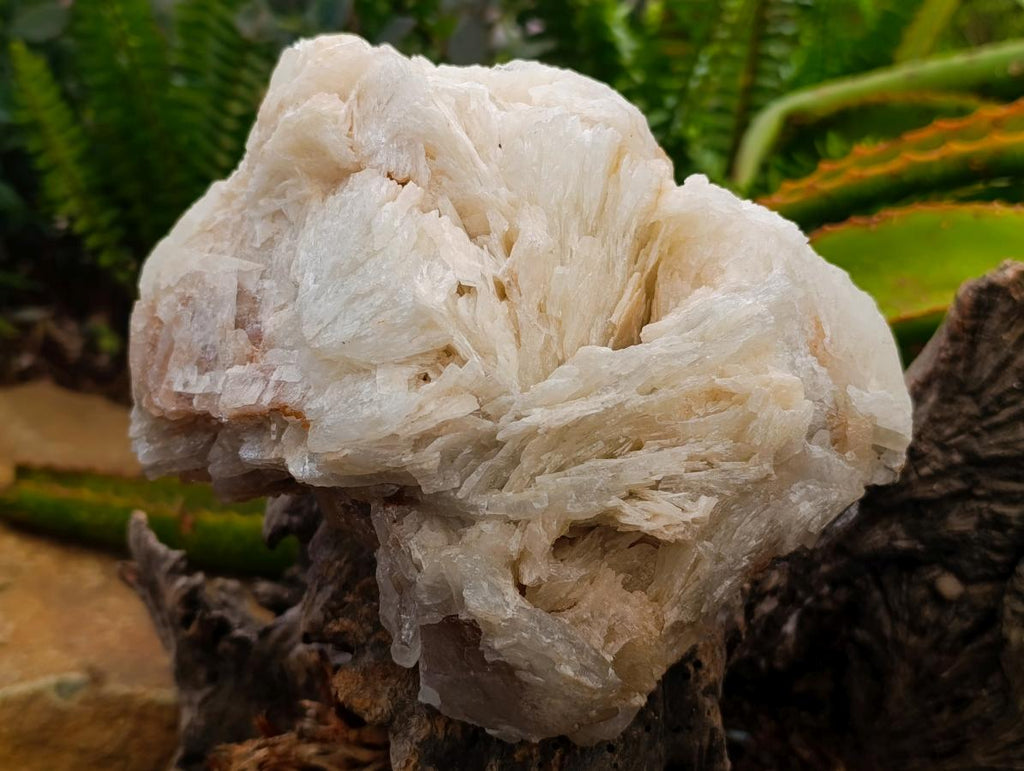 Natural Large Rare Bladed Barite Cabinet Specimen x 1 From Tenke Fungurume Mine, Congo
