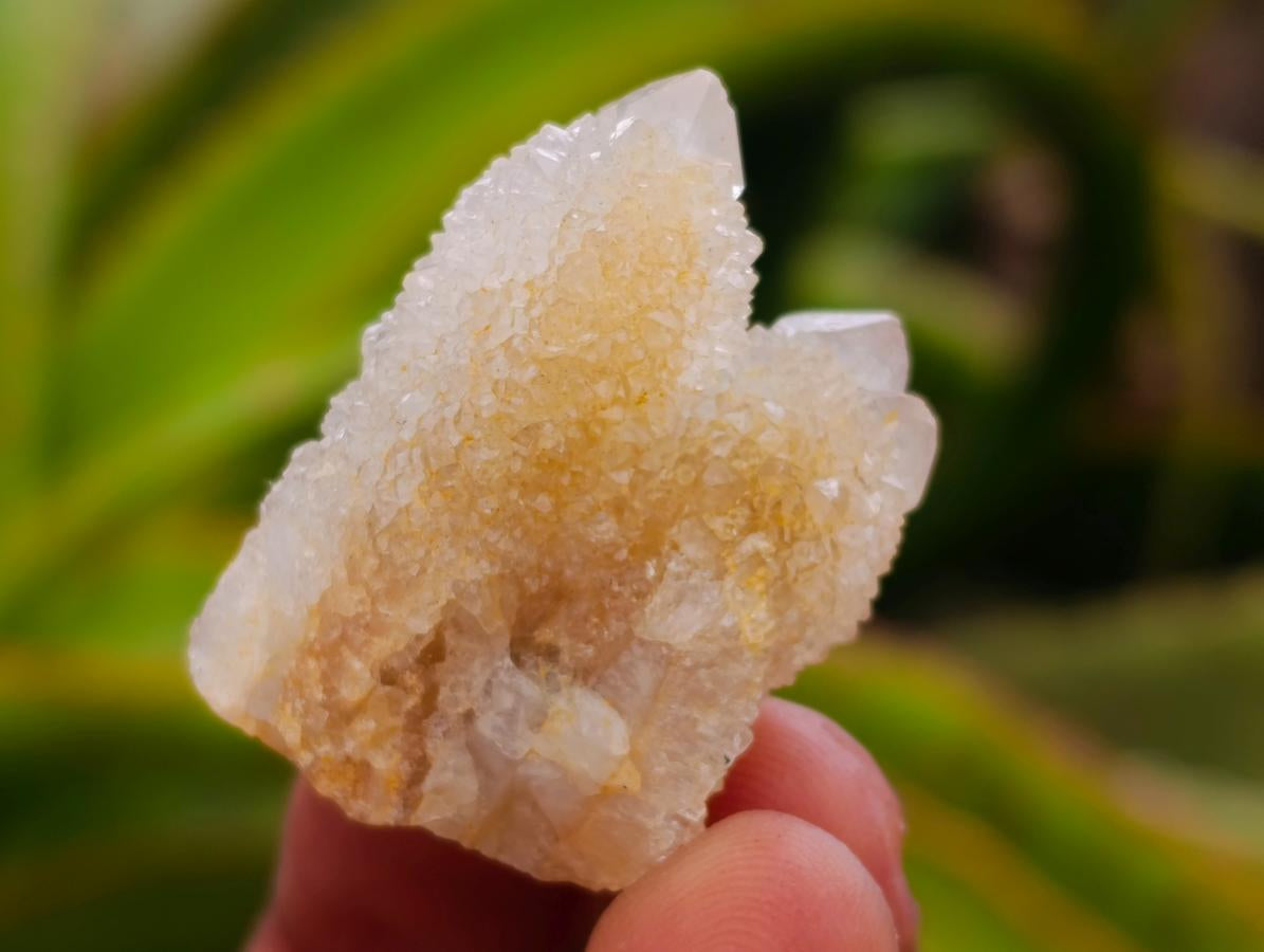 Natural White Spirit Quartz Crystals x 70 From Boekenhouthoek, South Africa