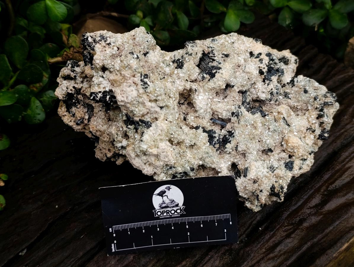 Natural Large Schorl Black Tourmaline Specimen with Associated Minerals x 1 From Erongo, Namibia