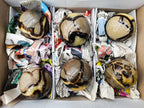 Polished Septerye Spheres x 6 From Mahajanga, Madagascar